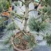 Pinus cembra, Borovica limbová  ´GLAUCA´ kont. C70L, výška: 100-120 cm - BONSAJ (-34°C)